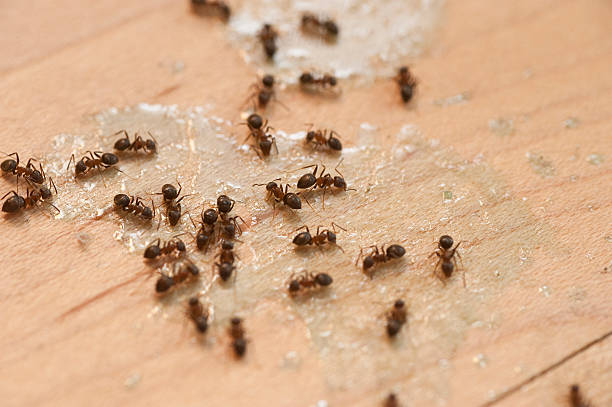 Best Pest Removal Services  in Apalachicola, FL
